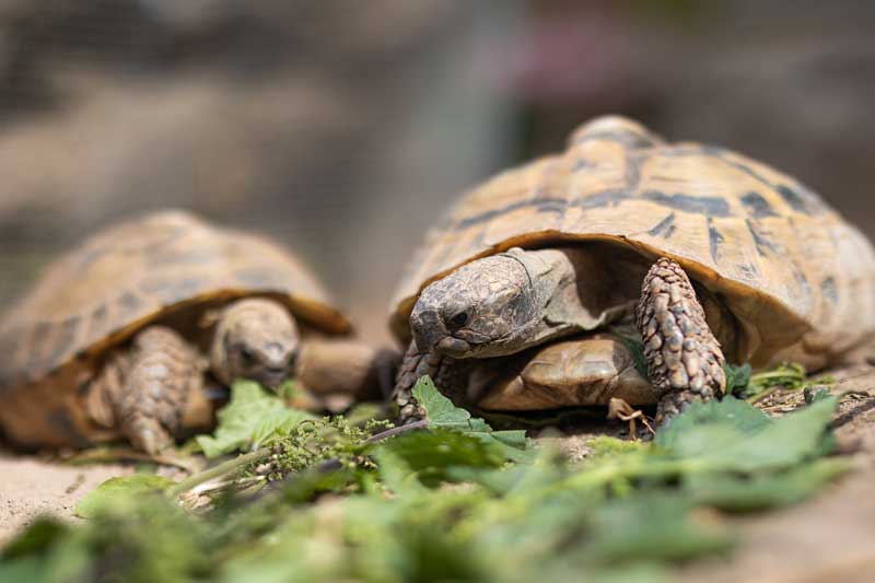 Urlaub mit Tieren wie Schildkröten